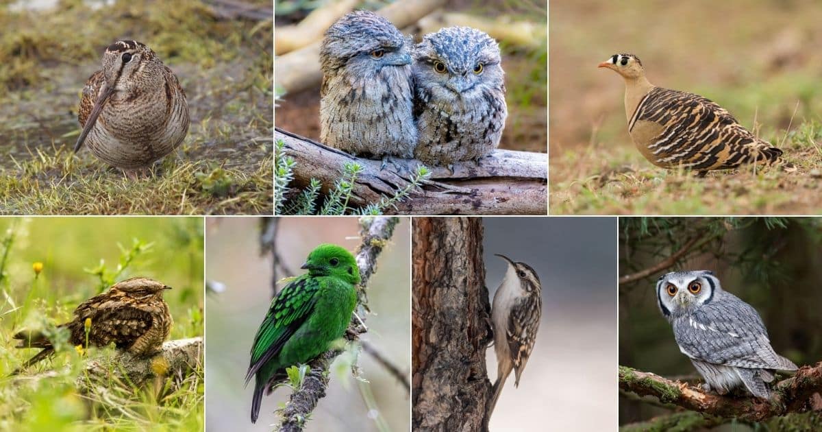 11 Birds That Can Camouflage Really Well (With Photos) facebook image.