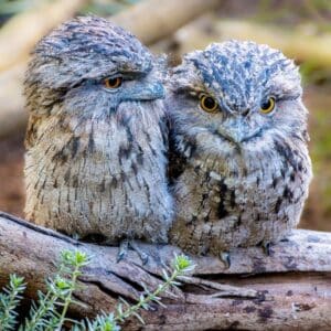 Two adorable Tawny Frogmouths perched on a tree log.