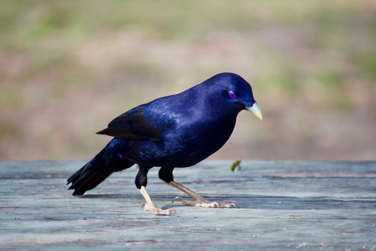 A beautiful Bowerbird is standing on a wooden board.