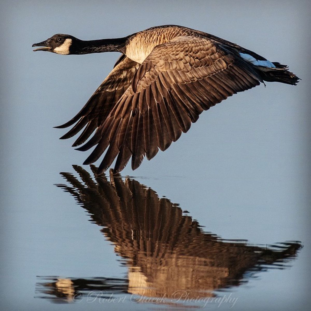 A flying Canadian Goose over the water.