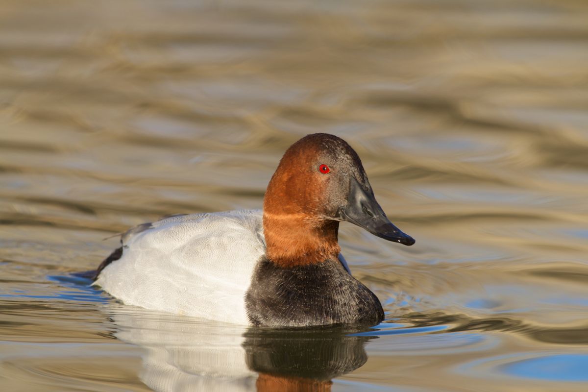 A beautiful Canvasback swimming in the water.