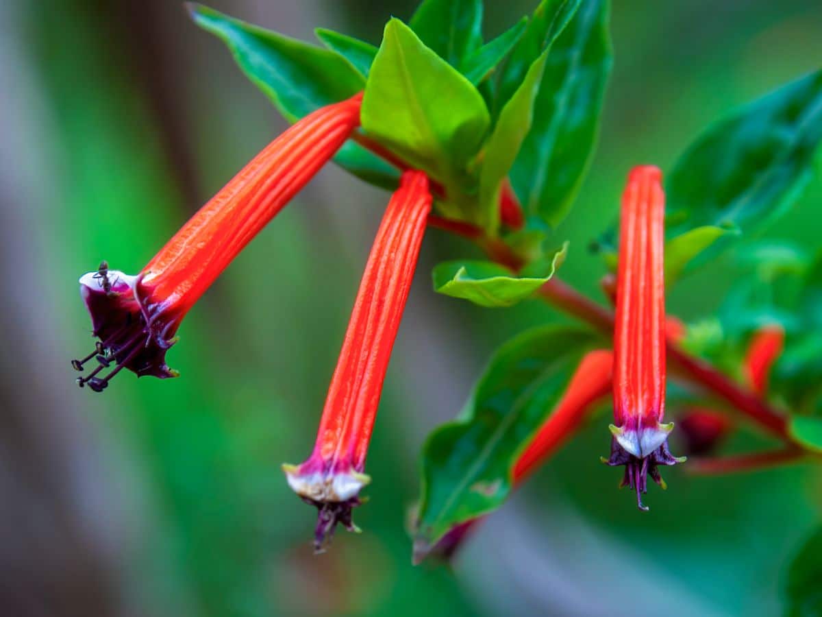 A close-up of Cigar Plant flowers.
