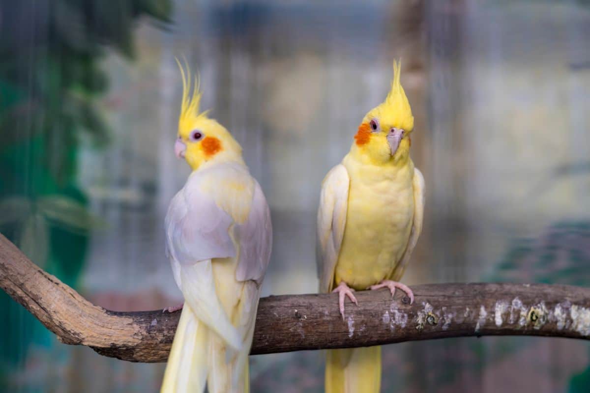 Two adorable Cockatiels perched on a branch.