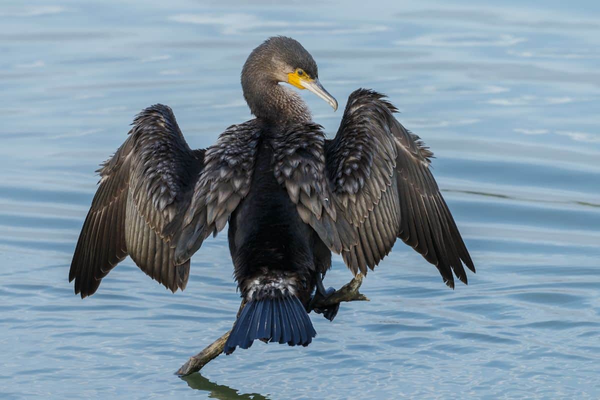 Cormorant perched on a branch in the water.