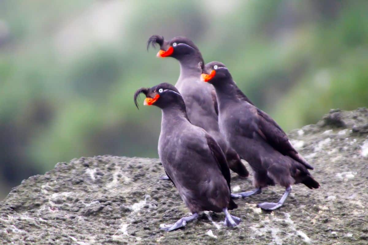 Three adorable Crested Auklets are standing on a big rock.