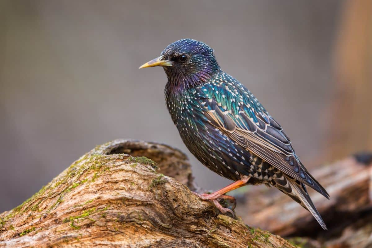 A beautiful European Starling perched on a tree log.