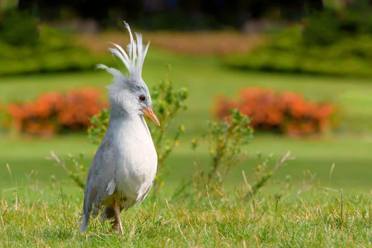 A cool-looking Kagu standing on green grass.