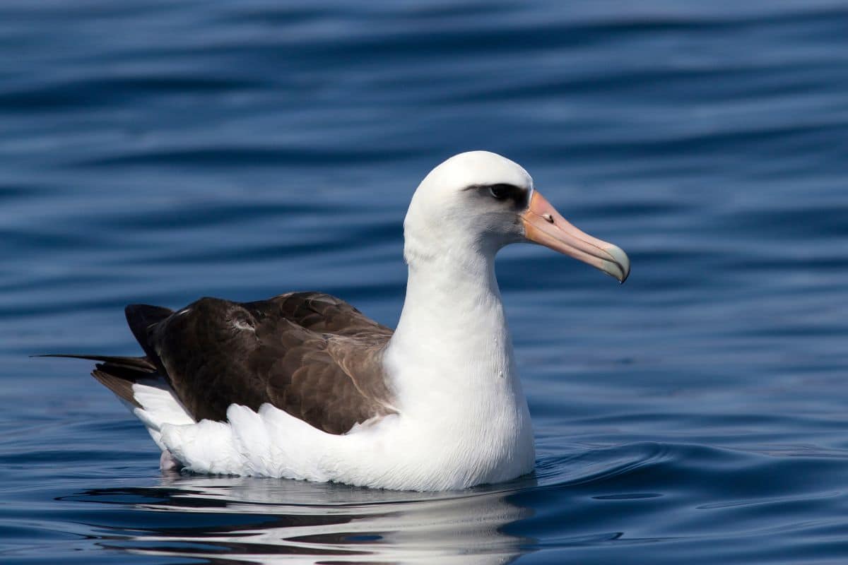 A beautiful Laysan Albatross swimming in water.