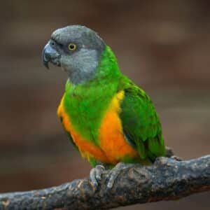 A beautiful Senegal Parrot perched on a branch.