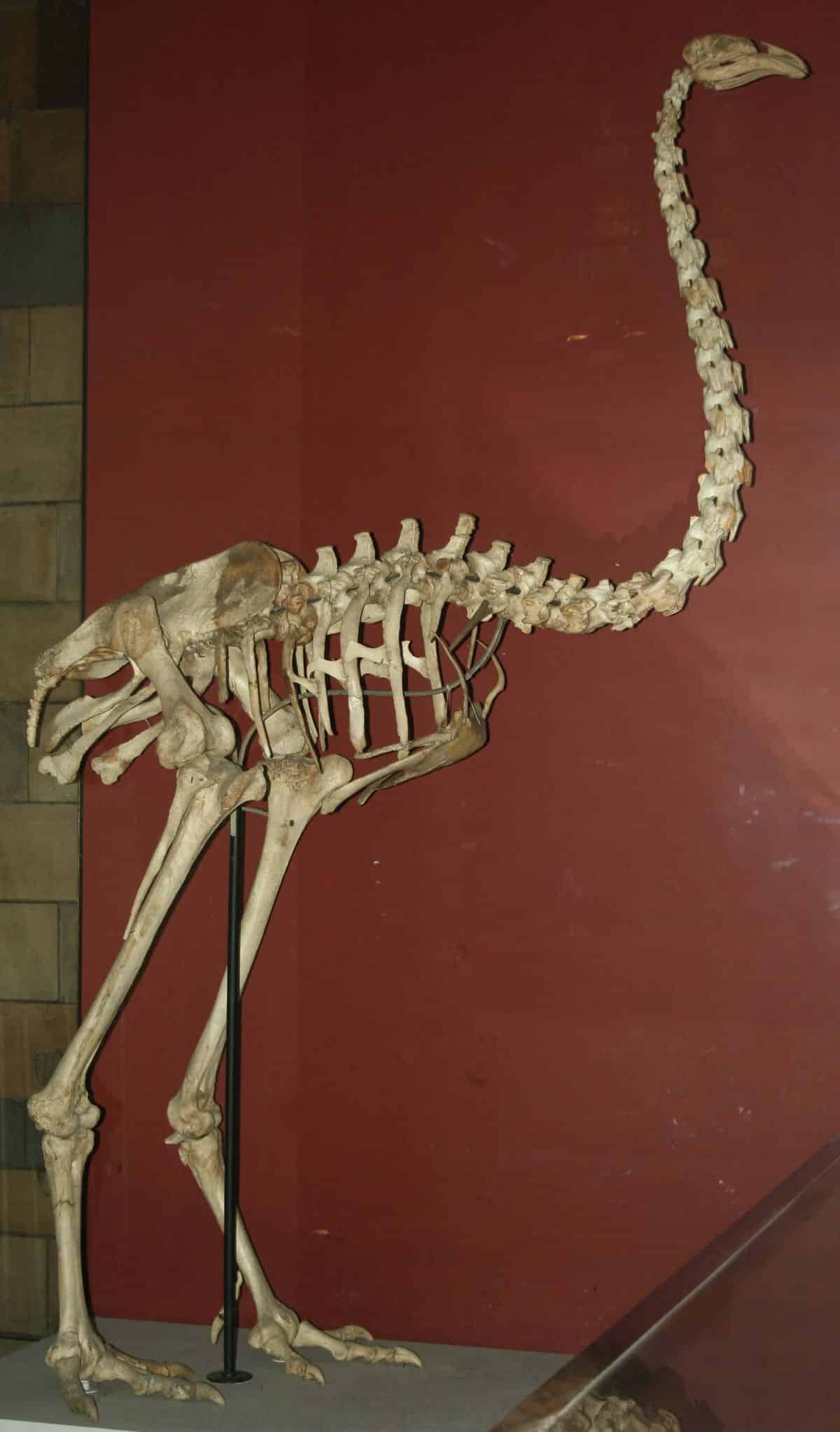 A skeleton of  North Island Giant Moa.