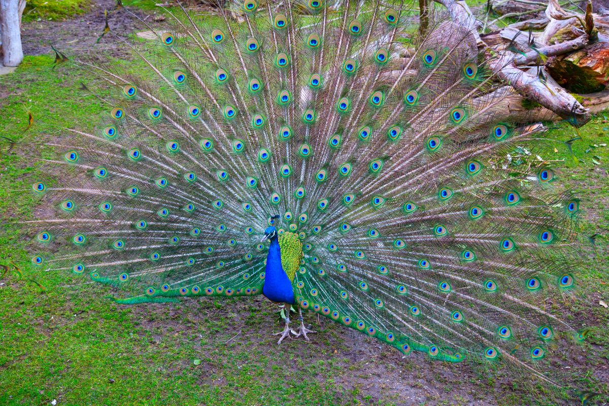A beautiful Peacock with a spread tail.