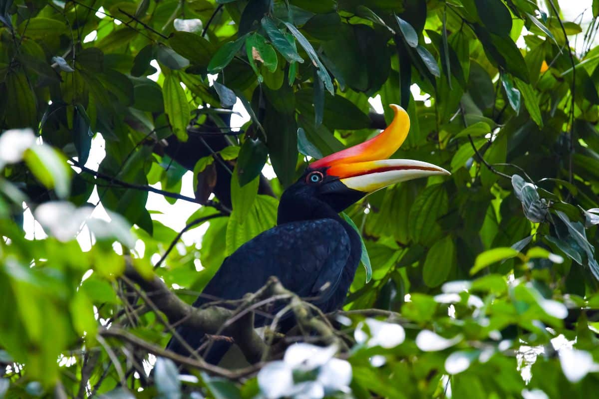 A beautiful Rhinoceros Hornbill perched on a branch.