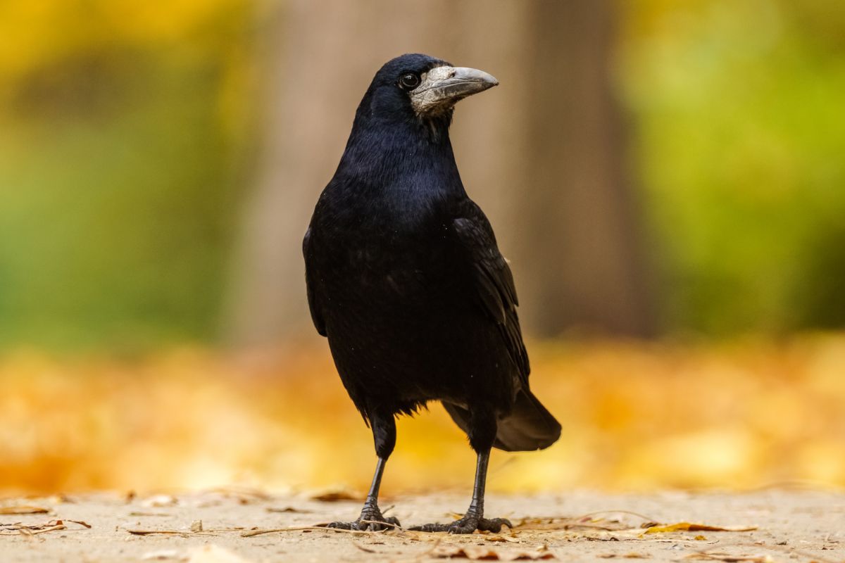 A beautiful Rook is standing on the ground.