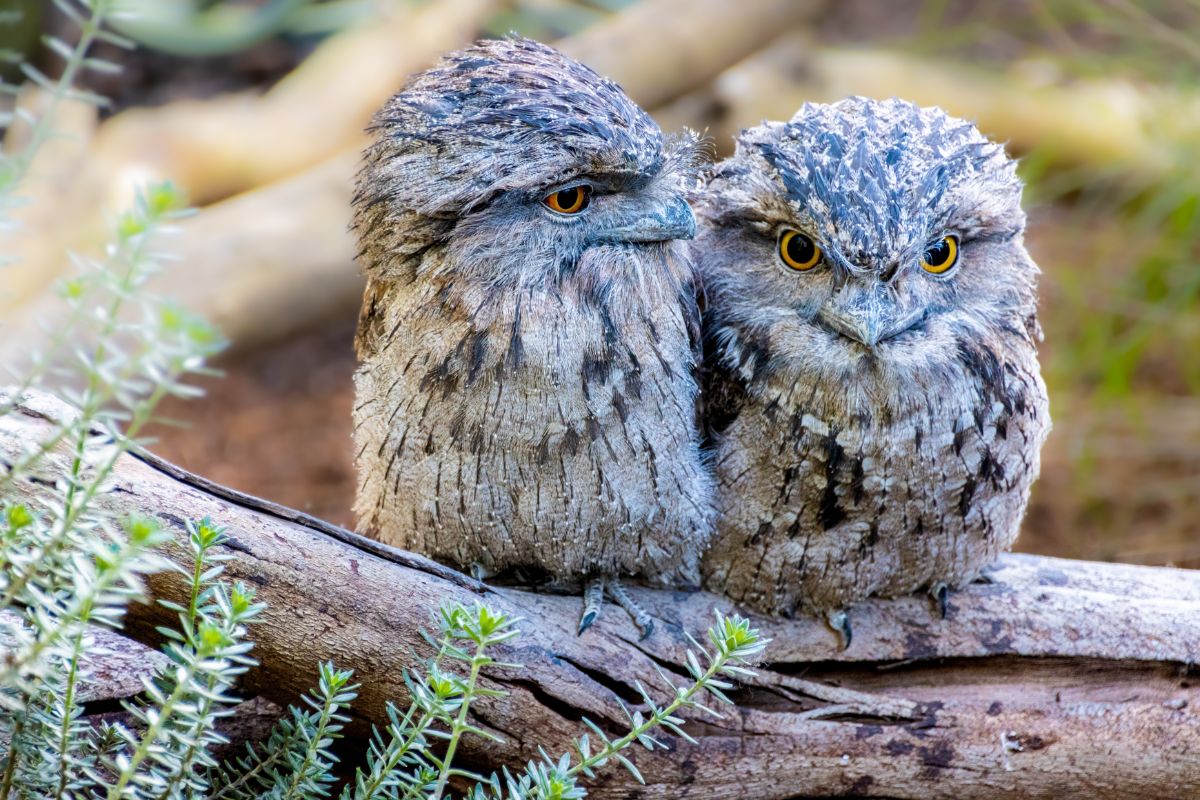 Two adorable Tawny Frogmouths perched on a wooden log.