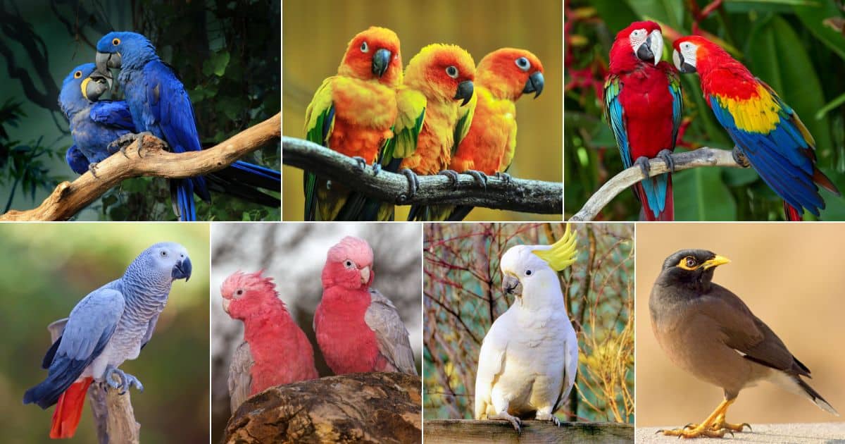 11 Types of Birds That Can Talk (With Photos) facebook image.