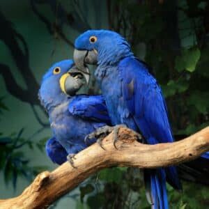 Two beautiful Hyacinth Macaws perched on a branch.