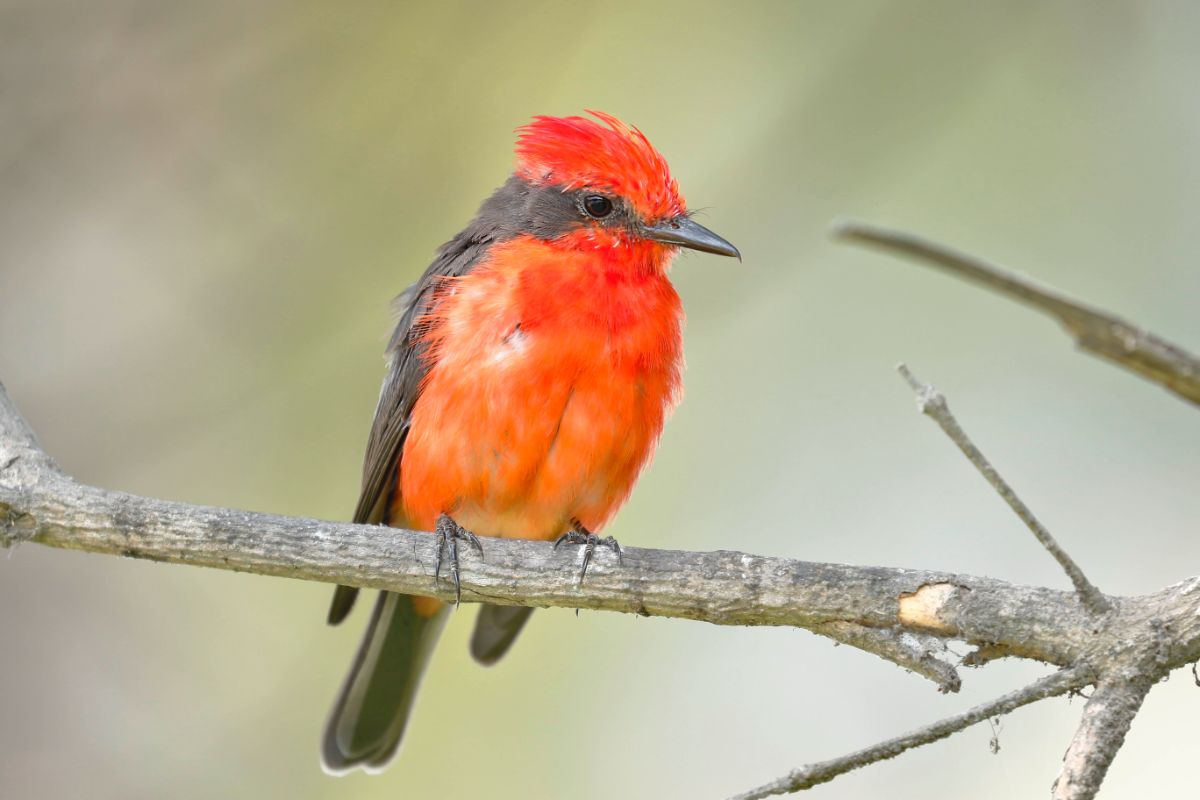 A beautiful Vermilion Flycatcher perched on a branch.