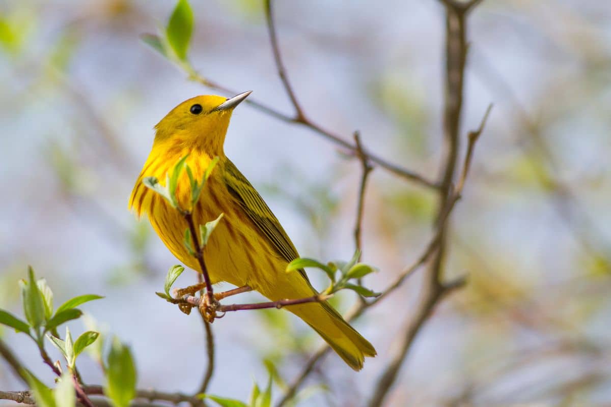 A beautiful Yellow Warbler perched on a thin branch.