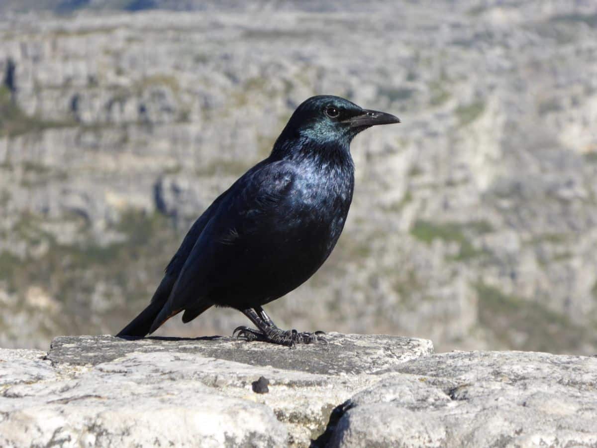 An adorable American Crow is standing on a rock.