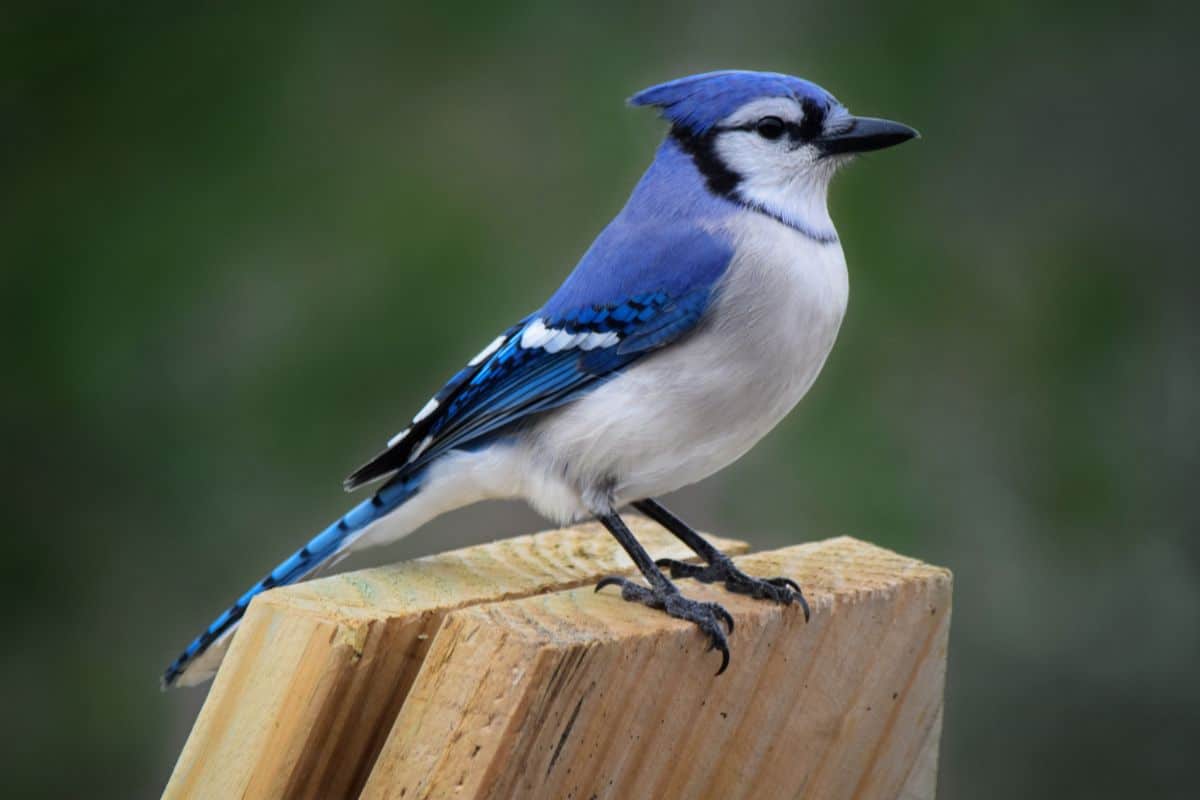 A beautiful Blue Jay perched on a wooden board.