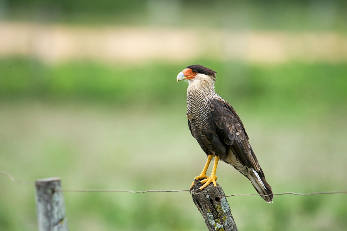 A beautiful Crested Caracara perched on a wooden pole.