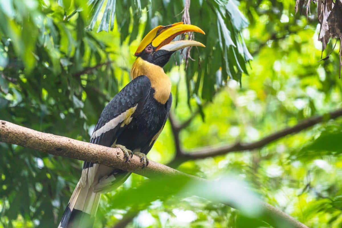 A beautiful Great Hornbill perched on a branch.