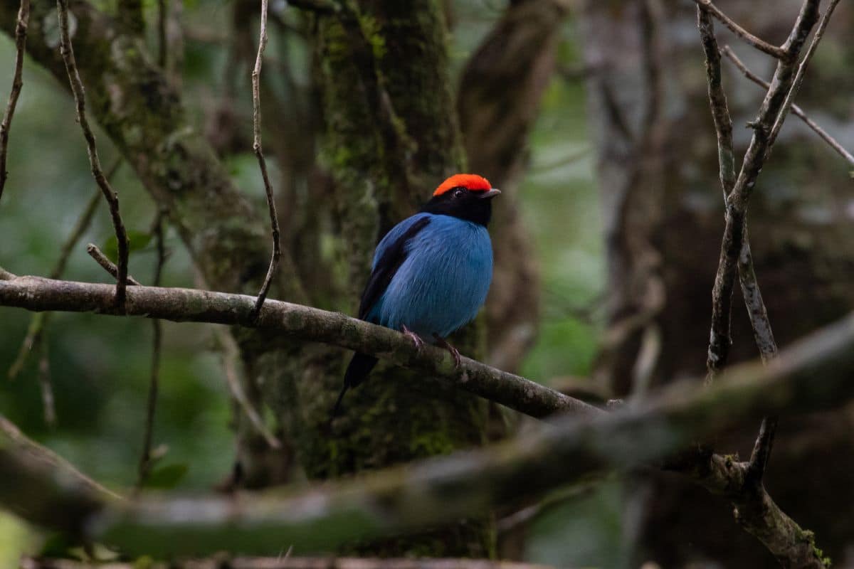 An adorable Manakin peched on a branch.