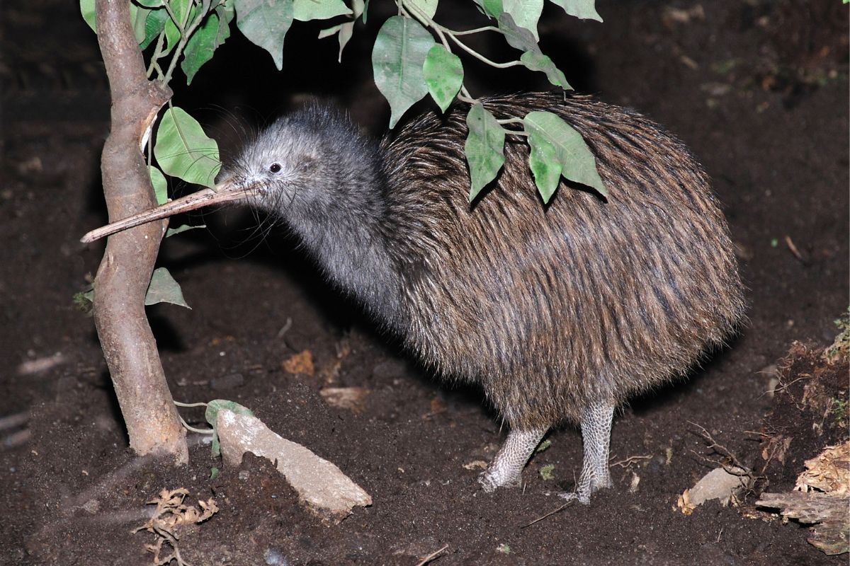 An adorable North Island Brown Kiwi standing near a small tree.