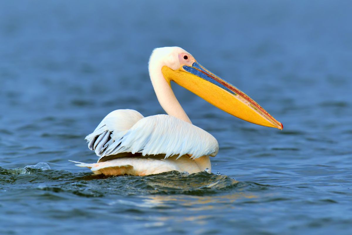 A beautiful Pelican swimming in the water.