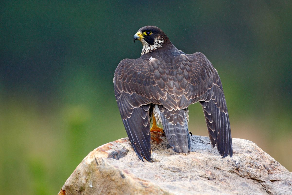 A fierce-looking Peregrine Falcon is standing on a rock.