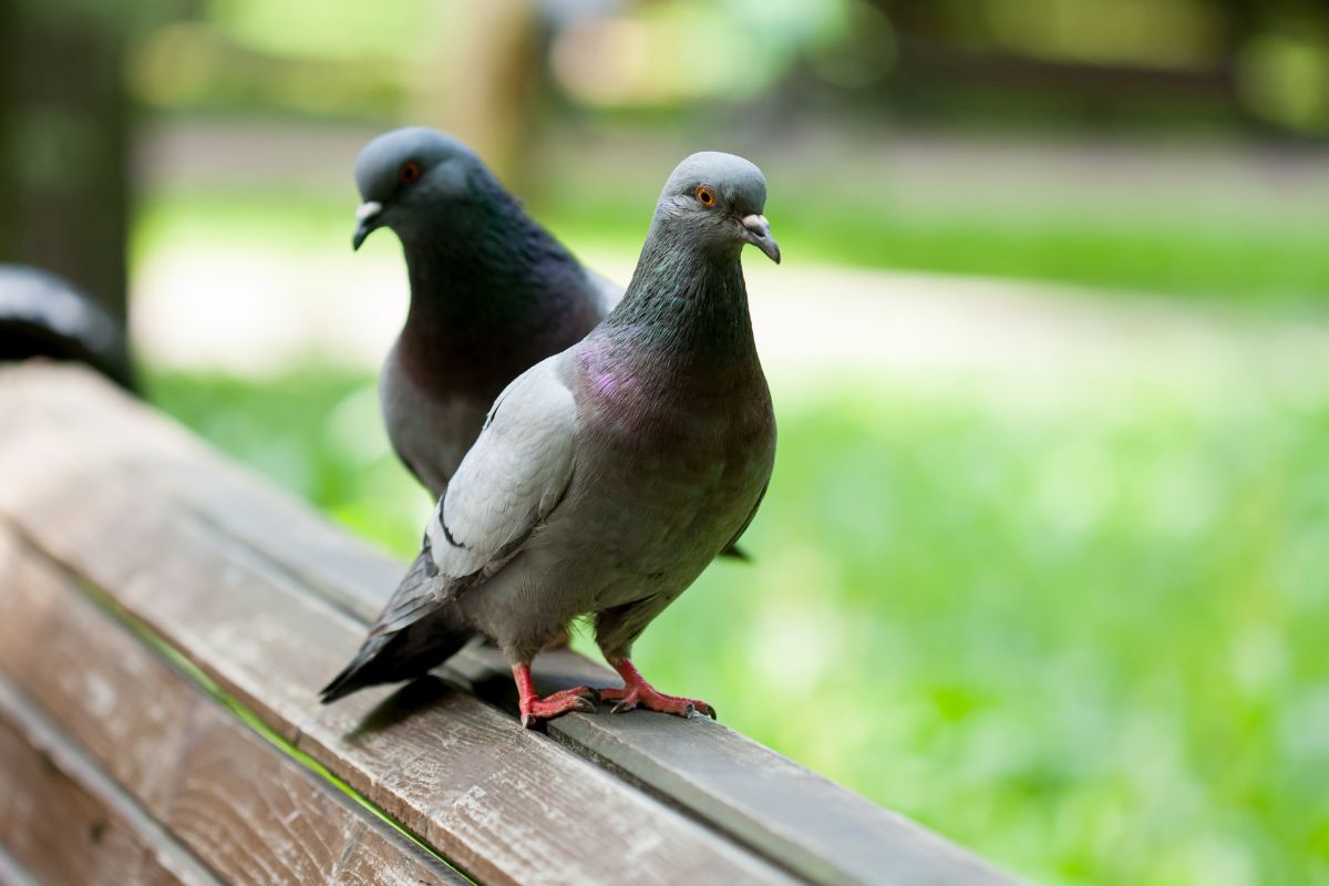 Two adorable Pigeons perched on a bench.