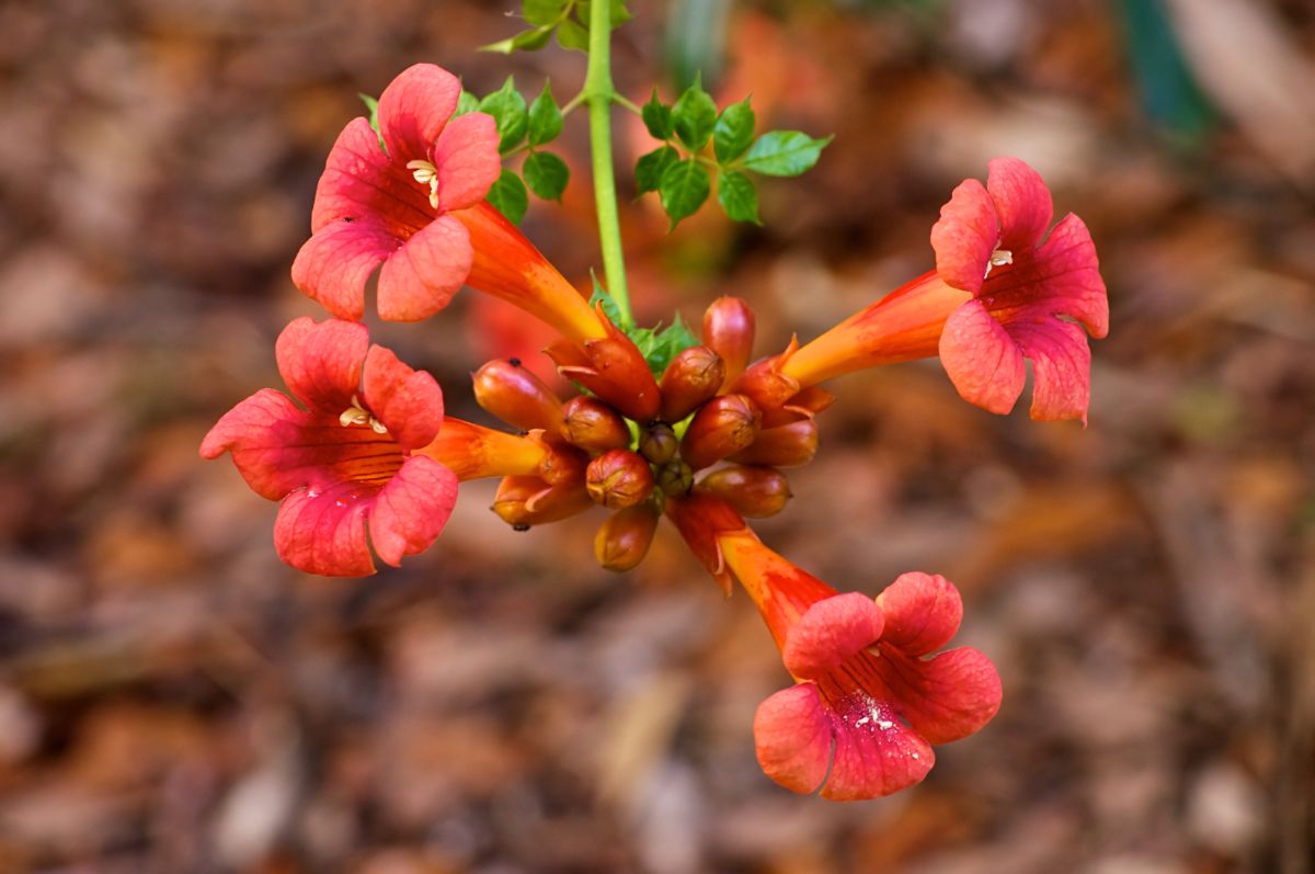 A close-up of Trumpet Vine red flowers.