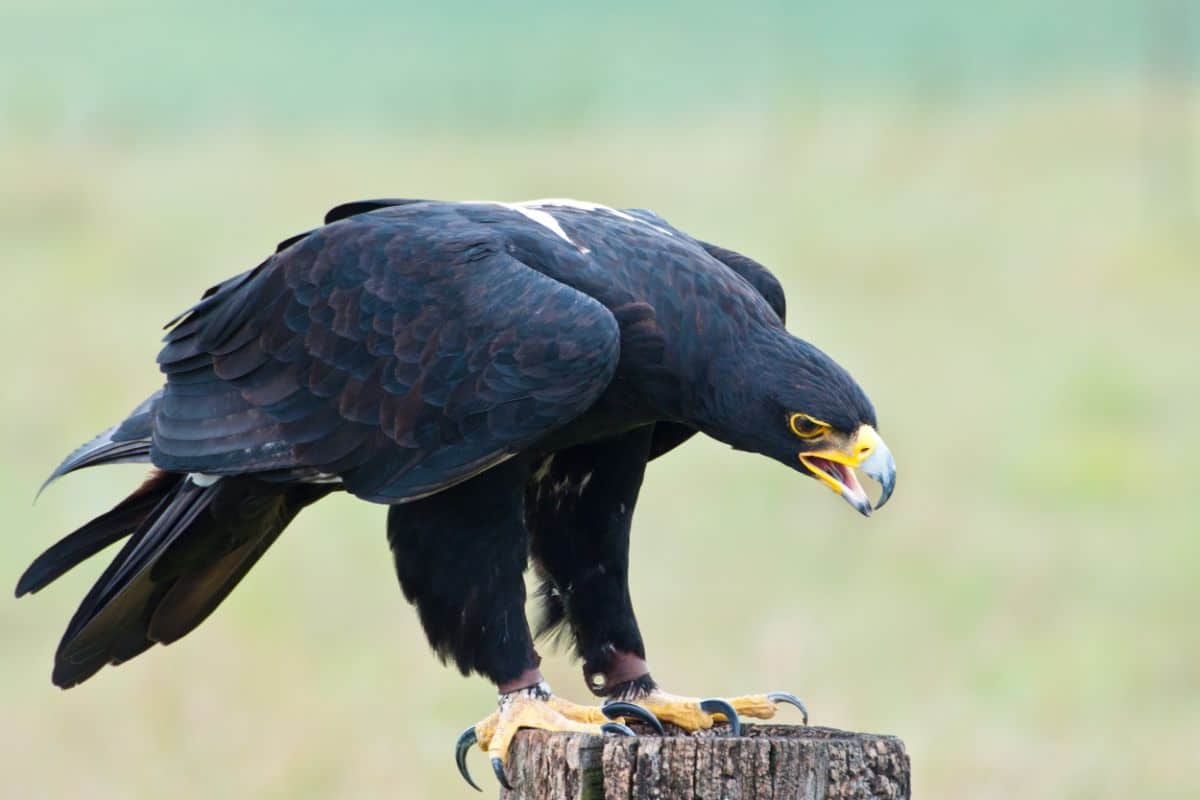 A fierce-looking Verreaux’s Eagle perched on a wooden pole.