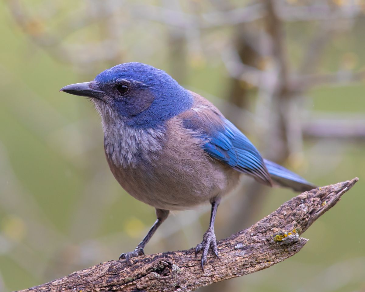 An adorable Western Scrub Jay perched on a branch.