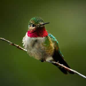 A beautiful ruby-throated hummingbird perched on a thin branch.