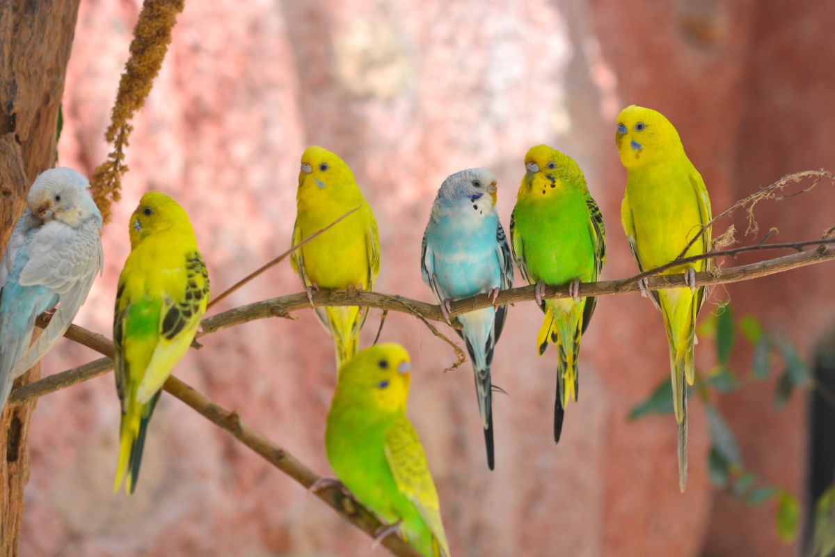 A bunch of beautiful Budgerigars perched on branches.