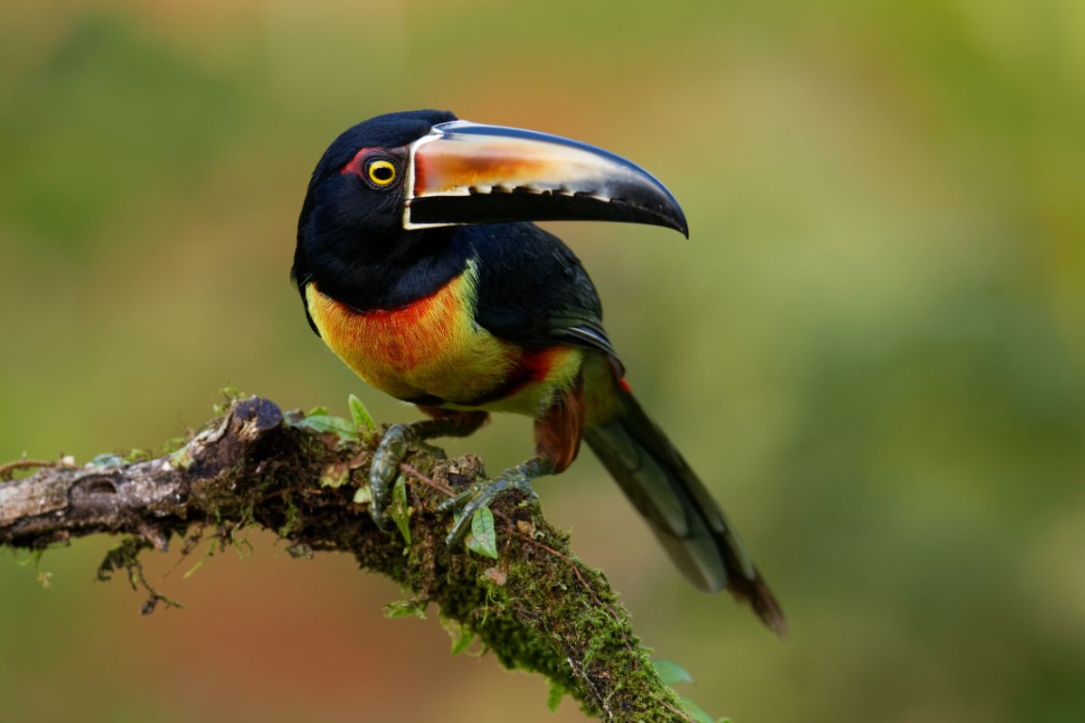 A beautiful Collared Aracari perched on a branch.