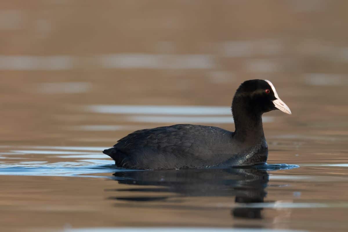 An adorable Coot swimming in the water.
