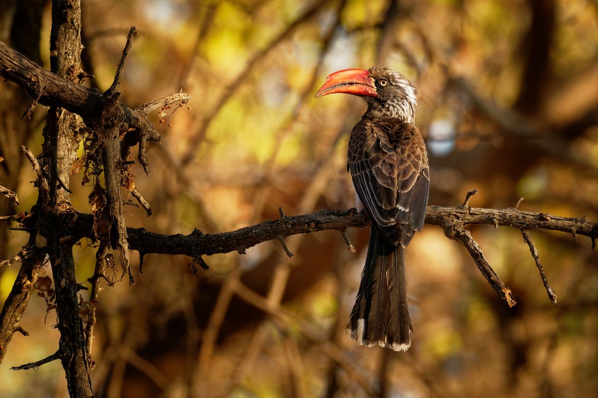 A beautiful Crowned Hornbill perched on a branch.