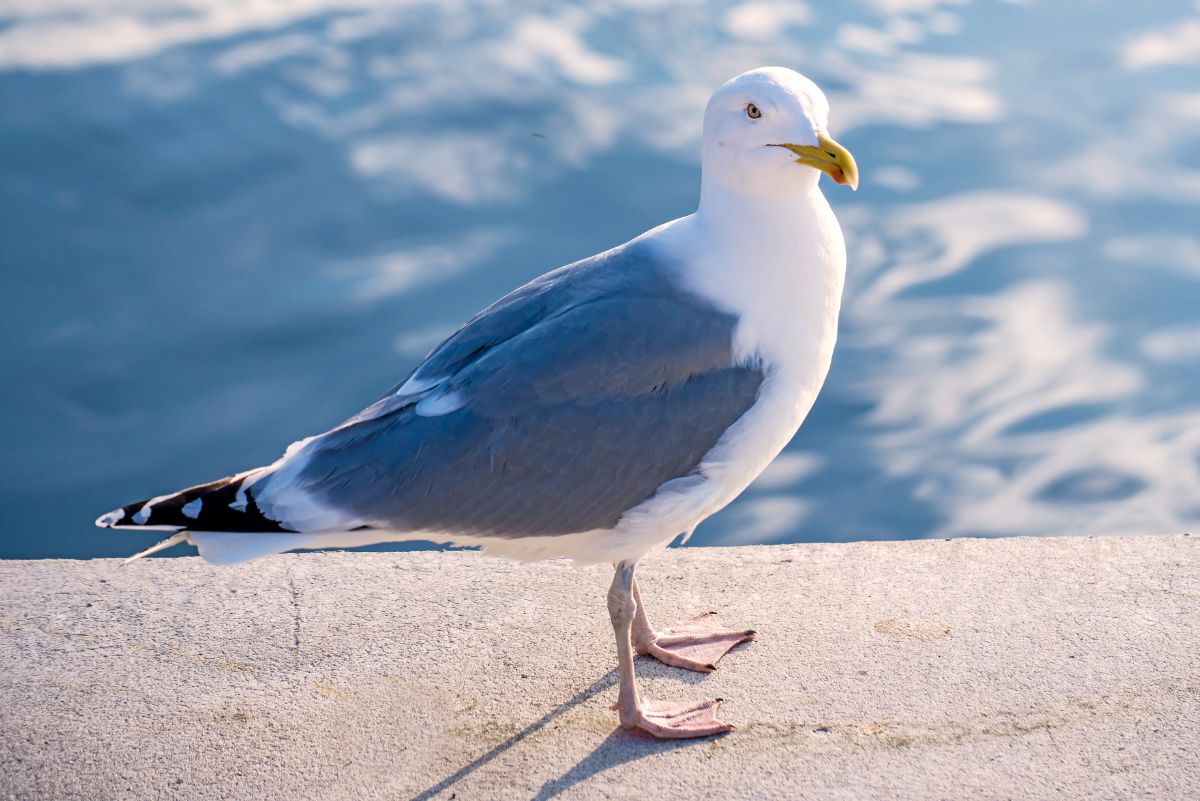 An adorable European Herring Gull is standing on a concrete railing on a sunny day.