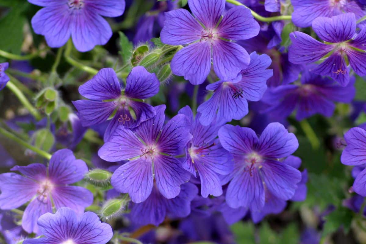 Beautiful purple flowers of Hardy Geranium.