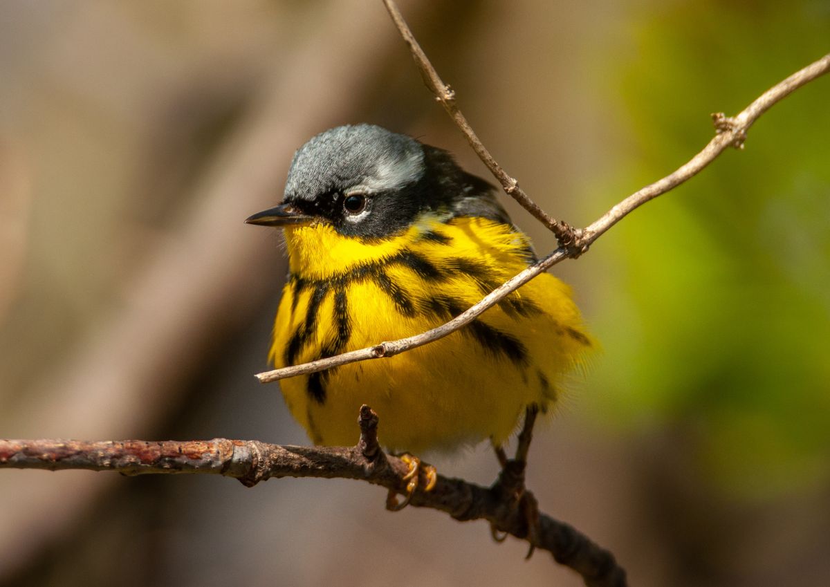 An adorable Magnolia Warbler perched on a branch.