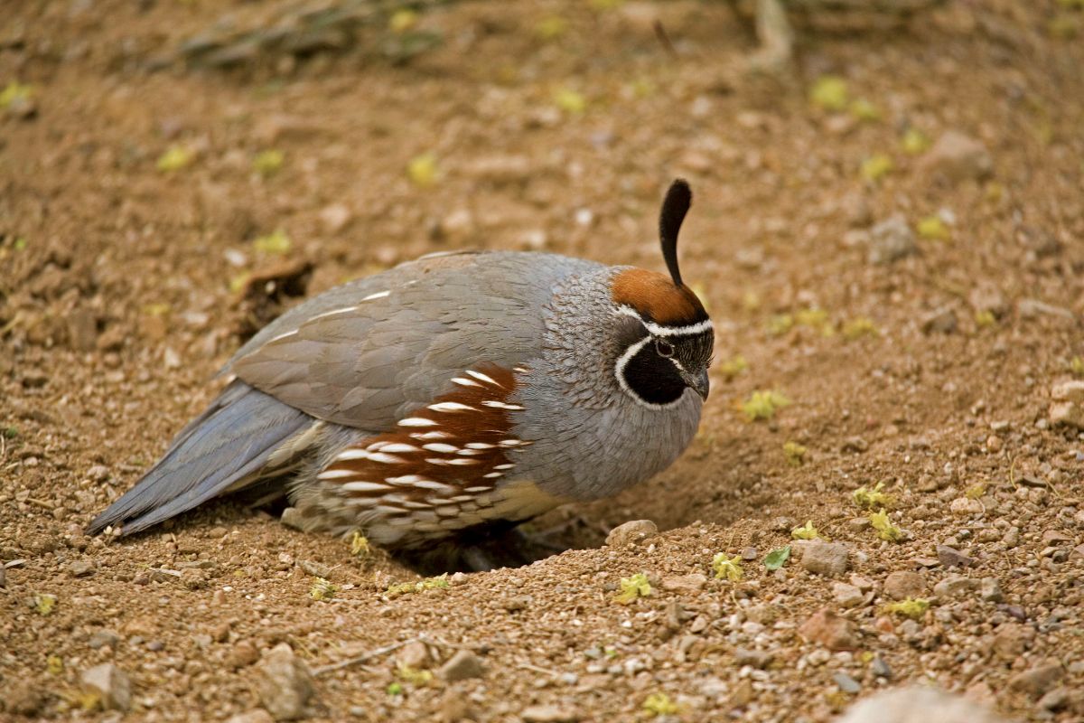 An adorable Quail perched on the ground.