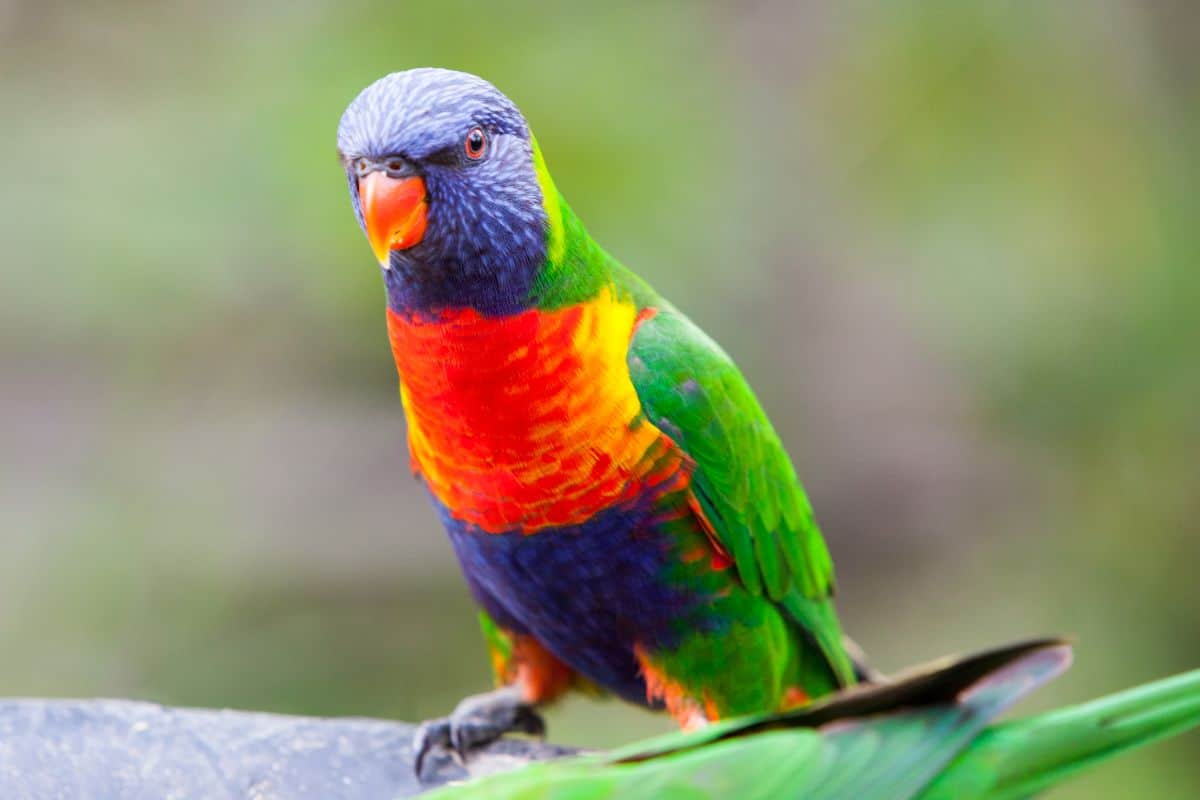 A beautiful Rainbow Lorikeet perched on a bird feeder.