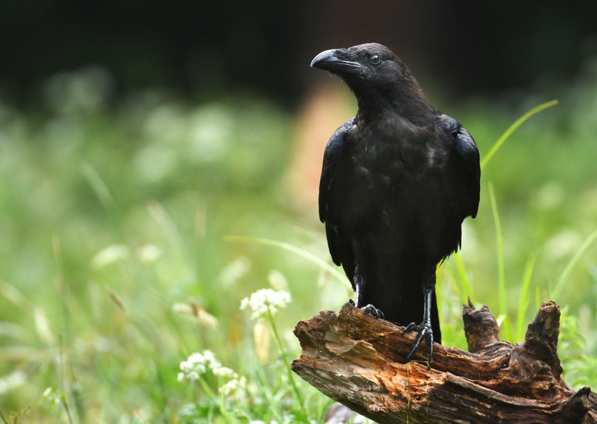 A beautiful Raven perched on an old wooden log.