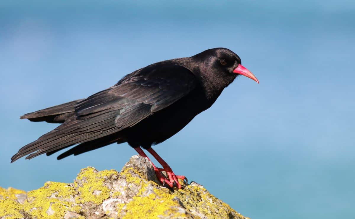 A beautiful Red-Billed Chough perched on a moss-covered rock.