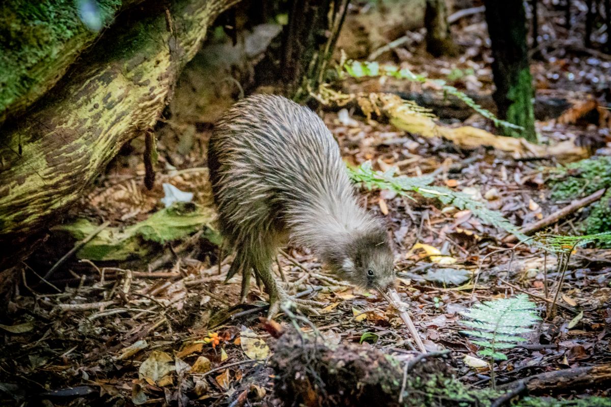 An adorable Southern Brown Kiwi walking in the forest.
