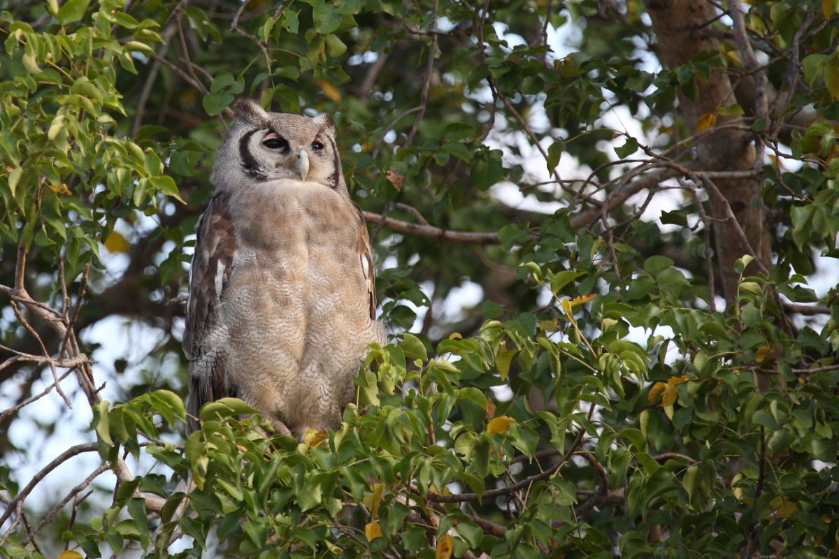 A beautiful Verreaux’s Eagle Owl perched on a branch.