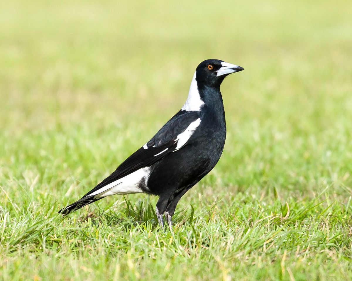 An adorable Australian Magpie is standing in a green meadow.