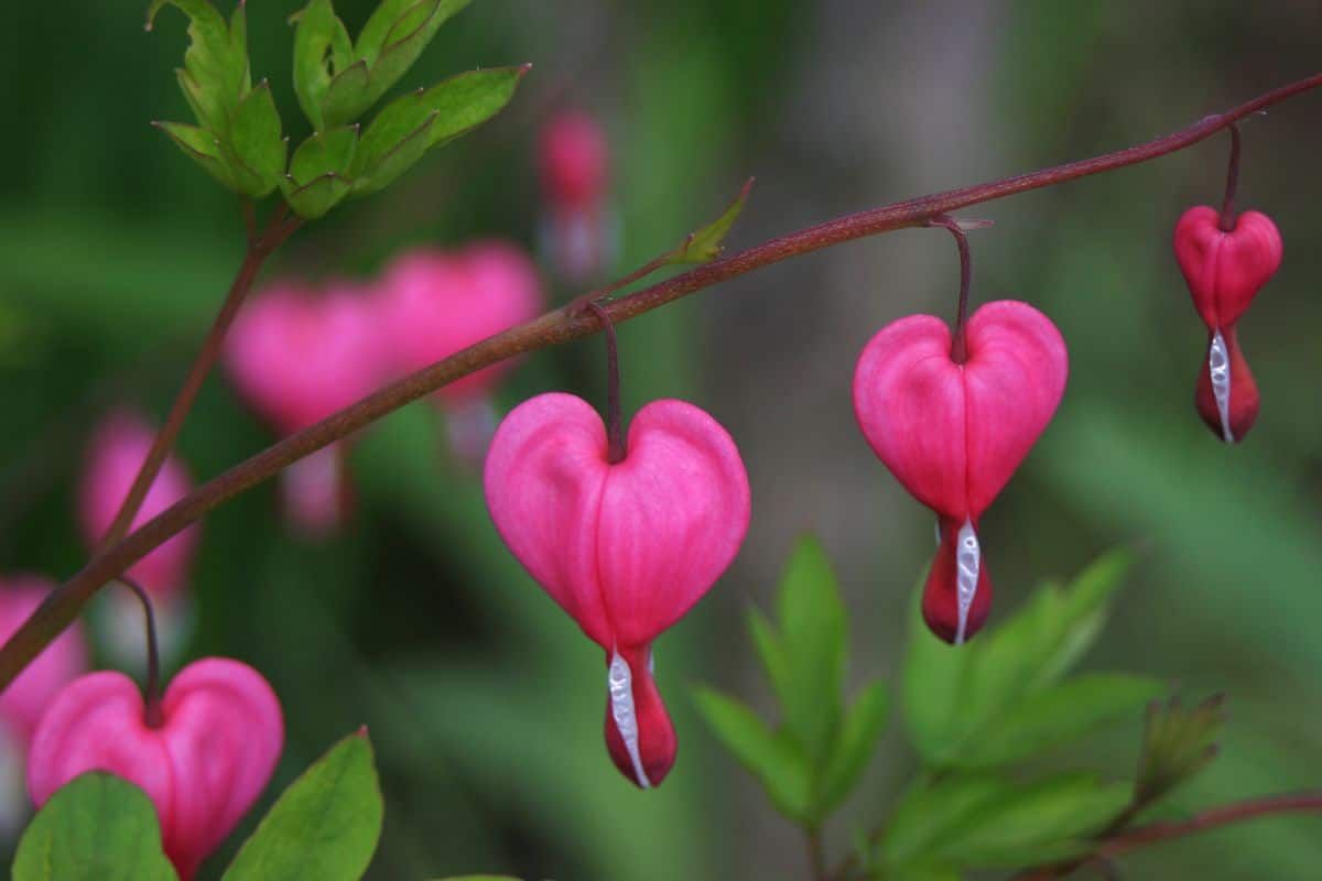 A close-up of red flowers of Bleeding Heart.
